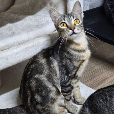 Katzen Amada und Jacoba suchen ihr Glück, EKH - Katze