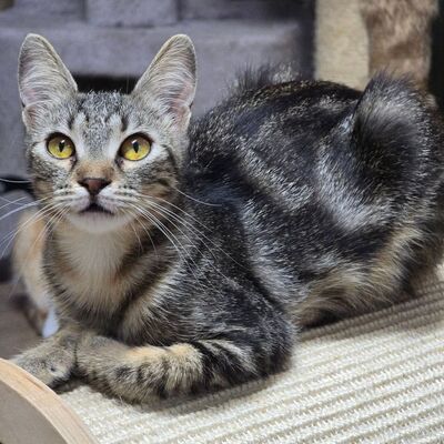 Katzen Amada und Jacoba suchen ihr Glück, EKH - Katze