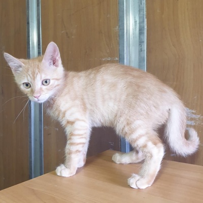 Katzen Amigo und Nani möchten Dein Herz erobern, EKH - Kater
