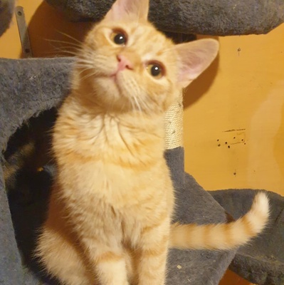 Katzen Amigo und Nani möchten Dein Herz erobern, EKH - Kater