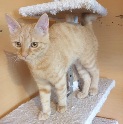 Katzen Amigo und Nani möchten Dein Herz erobern, EKH - Kater