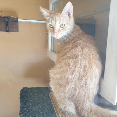 Katzen Amigo und Nani möchten Dein Herz erobern, EKH - Kater