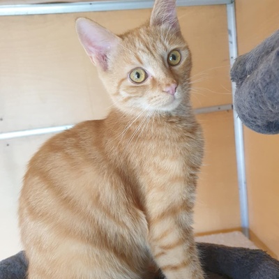 Katzen Amigo und Nani möchten Dein Herz erobern, EKH - Kater