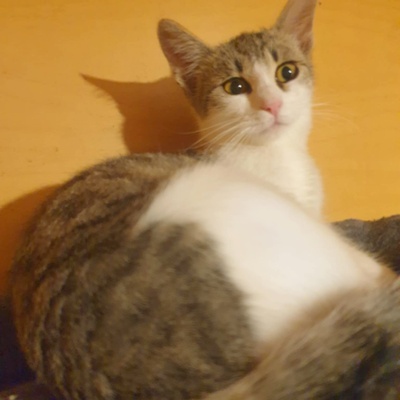 Katzen Amigo und Nani möchten Dein Herz erobern, EKH - Kater