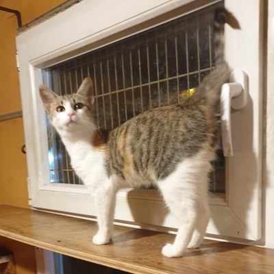 Katzen Amigo und Nani möchten Dein Herz erobern, EKH - Kater