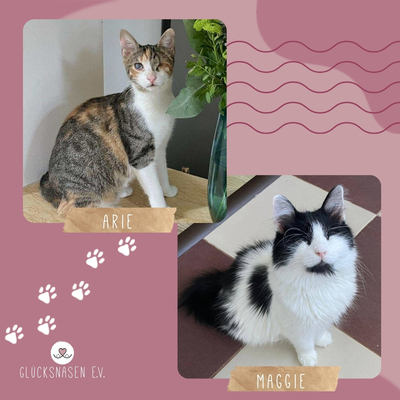 Katzen Arie und Maggie suchen Ihre Menschen, EKH - Katze