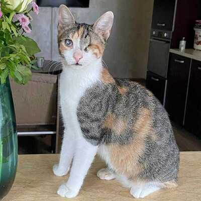 Katzen Arie und Maggie suchen Ihre Menschen, EKH - Katze