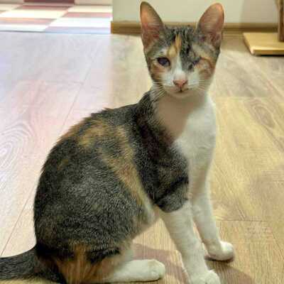 Katzen Arie und Maggie suchen ihre lieben Menschen, EKH - Katze