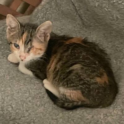 Katzen Arie und Maggie suchen ihre lieben Menschen, EKH - Katze