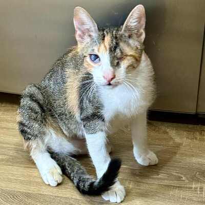 Katzen Arie und Maggie suchen ihre lieben Menschen, EKH - Katze