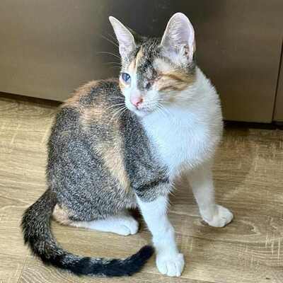 Katzen Arie und Maggie suchen ihre lieben Menschen, EKH - Katze