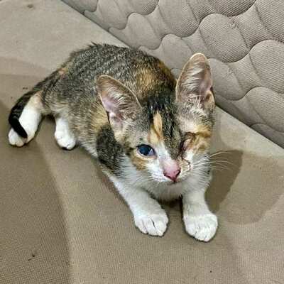 Katzen Arie und Maggie suchen ihre lieben Menschen, EKH - Katze
