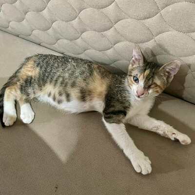 Katzen Arie und Maggie suchen ihre lieben Menschen, EKH - Katze