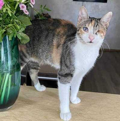 Katzen Arie und Maggie suchen ihre lieben Menschen, EKH - Katze