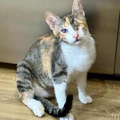 Katzen Arie und Maggie suchen ihre lieben Menschen, EKH - Katze