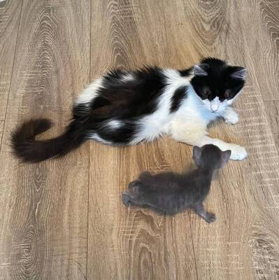Katzen Arie und Maggie suchen ihre lieben Menschen, EKH - Katze