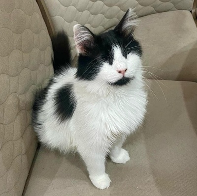 Katzen Arie und Maggie suchen ihre lieben Menschen, EKH - Katze