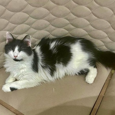 Katzen Arie und Maggie suchen ihre lieben Menschen, EKH - Katze