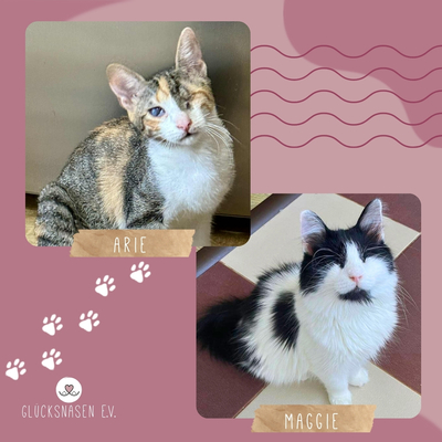 Katzen Arie und Maggie warten auf Post, EKH - Katze