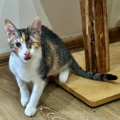 Katzen Arie und Maggie warten auf Post, EKH - Katze