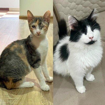 Katzen Arie und Maggie warten auf Post, EKH - Katze
