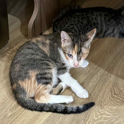 Katzen Arie und Maggie warten auf Post, EKH - Katze