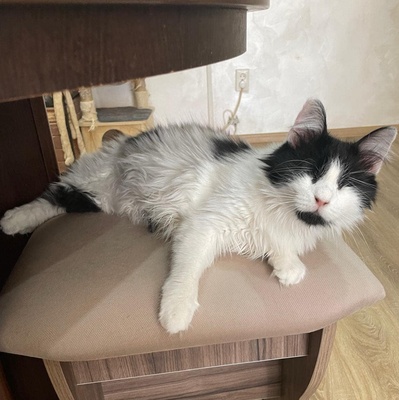Katzen Arie und Maggie warten auf Post, EKH - Katze