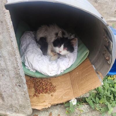 Katzen Arie und Maggie warten auf Post von Dir, EKH - Katze