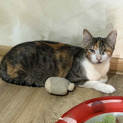 Katzen Arie und Maggie warten auf Post von Dir, EKH - Katze