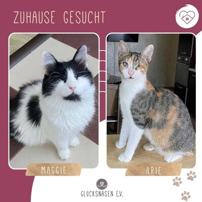 Katzen Arie und Maggie warten auf Post von Dir, EKH - Katze