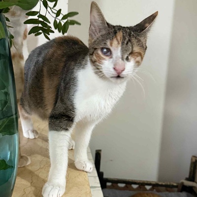 Katzen Arie und Maggie warten auf Post von Dir, EKH - Katze