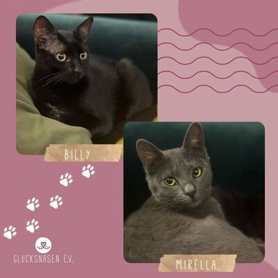 Katzen Billy und Mirella suchen Ihre Menschen, EKH - Kater