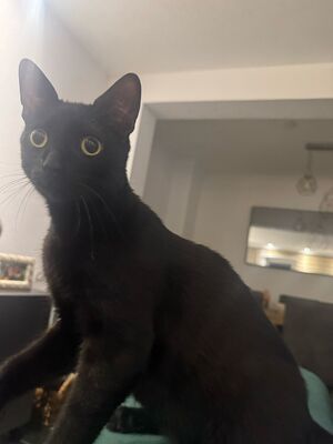 Katzen Billy und Mirella suchen Ihre Menschen, EKH - Kater