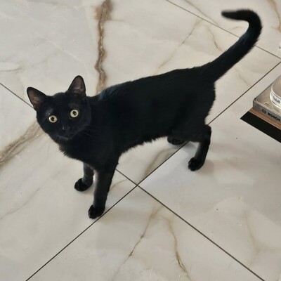 Katzen Billy und Mirella suchen Ihre Menschen, EKH - Kater