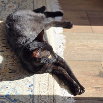 Katzen Billy und Mirella suchen Ihre Menschen, EKH - Kater