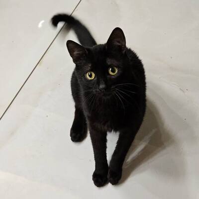 Katzen Billy und Mirella suchen Ihre Menschen, EKH - Kater