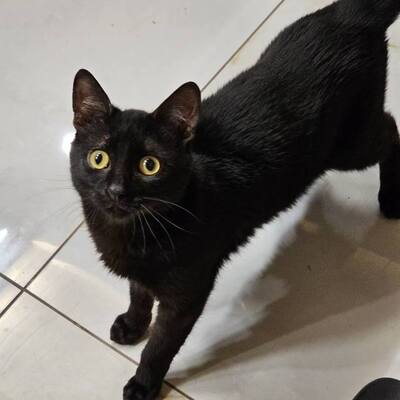 Katzen Billy und Mirella suchen Ihre Menschen, EKH - Kater