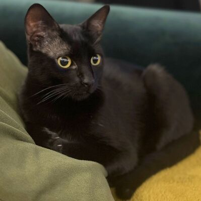 Katzen Billy und Mirella suchen Ihre Menschen, EKH - Kater