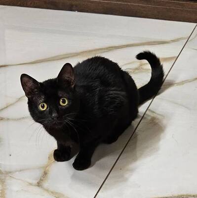 Katzen Billy und Mirella suchen Ihre Menschen, EKH - Kater