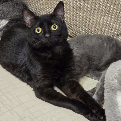 Katzen Billy und Mirella suchen Ihre Menschen, EKH - Kater