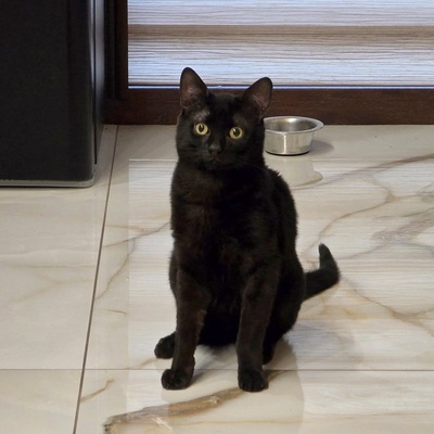 Katzen Billy und Mirella suchen Ihre Menschen, EKH - Kater