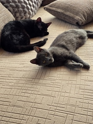 Katzen Billy und Mirella suchen Ihre Menschen, EKH - Kater