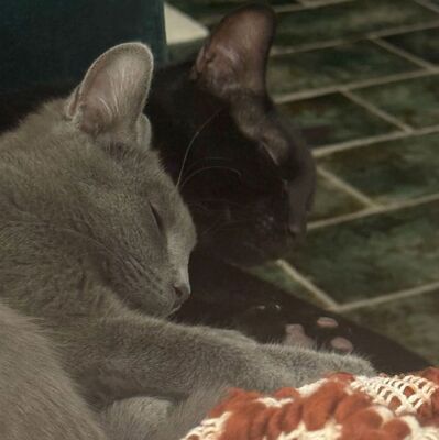 Katzen Billy und Mirella suchen Ihre Menschen, EKH - Kater