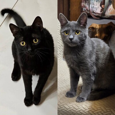 Katzen Billy und Mirella suchen Ihre Menschen, EKH - Kater