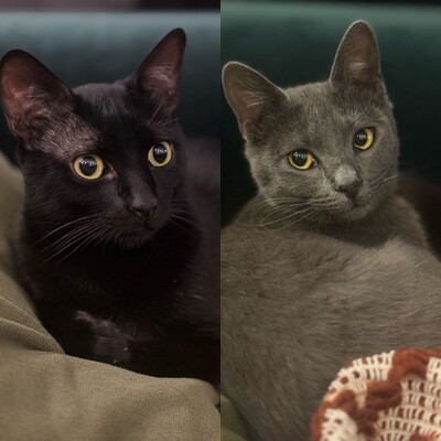 Katzen Billy und Mirella suchen Ihre Menschen, EKH - Kater