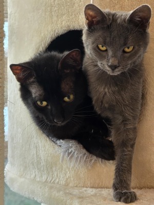 Katzen Billy und Mirella suchen Ihre Menschen, EKH - Kater