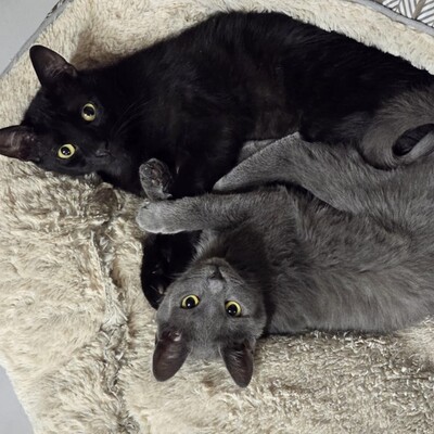 Katzen Billy und Mirella suchen Ihre Menschen, EKH - Kater