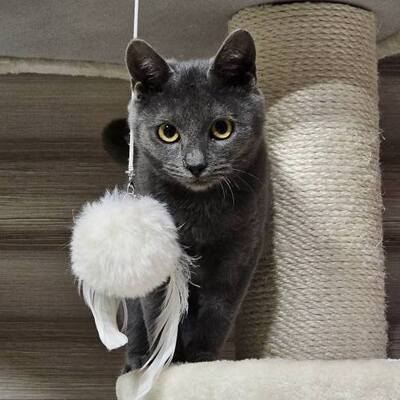 Katzen Billy und Mirella suchen Ihre Menschen, EKH - Kater