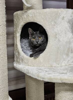 Katzen Billy und Mirella suchen Ihre Menschen, EKH - Kater