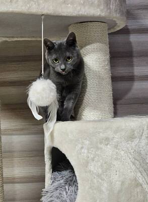 Katzen Billy und Mirella suchen Ihre Menschen, EKH - Kater